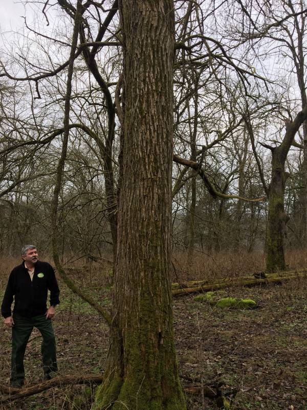 Photo emailed to me from a state forestry representative